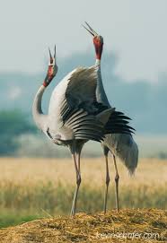 Attēlu rezultāti vaicājumam “Gruiformes”