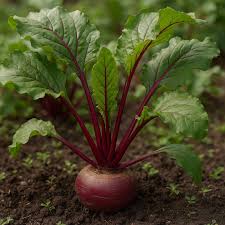 Image result for Beta vulgaris
