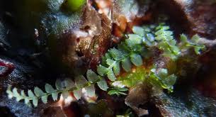 Attēlu rezultāti vaicājumam “Cephalozia loitlesbergeri”