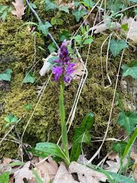 Attēlu rezultāti vaicājumam “Orchis mascula flower”