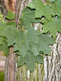 Attēlu rezultāti vaicājumam “Acer platanoides”