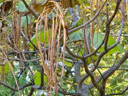 Attēlu rezultāti vaicājumam “Catalpa ovata fruit”