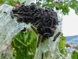 Attēlu rezultāti vaicājumam “Nymphalis polychloros underside”