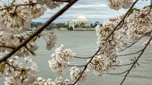 Image result for "cherry blossom" washington
