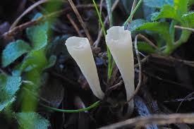 Attēlu rezultāti vaicājumam “Typhula erythropus”