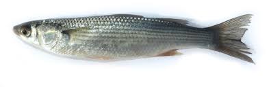 Image result for Chelon ramada