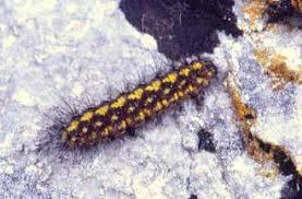 Attēlu rezultāti vaicājumam “Setina irrorella”