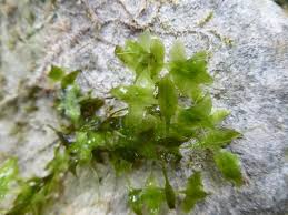 Attēlu rezultāti vaicājumam “Lemna trisulca”