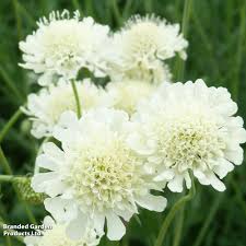 Image result for Scabiosa ochroleuca