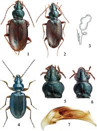 Attēlu rezultāti vaicājumam “Bembidion sp.”