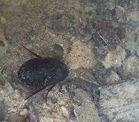 Attēlu rezultāti vaicājumam “Hydrochara caraboides”