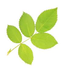 Attēlu rezultāti vaicājumam “Rosa subcanina leaf”