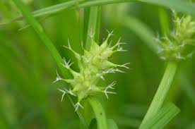 Attēlu rezultāti vaicājumam “Carex digitata bud”