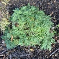 Image result for Artemisia gmelinii