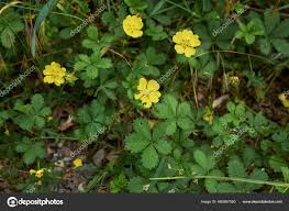 Attēlu rezultāti vaicājumam “Potentilla reptans bud”