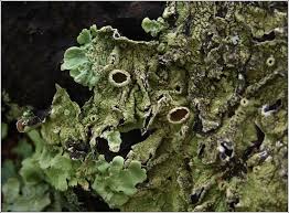 Attēlu rezultāti vaicājumam “Flavoparmelia caperata”