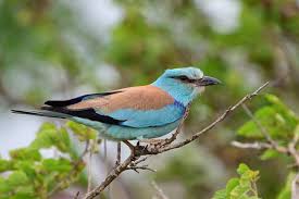 Attēlu rezultāti vaicājumam “Coracias garrulus”