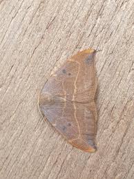 Attēlu rezultāti vaicājumam “Watsonalla binaria”