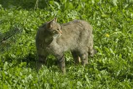 Attēlu rezultāti vaicājumam “Felis silvestris catus”