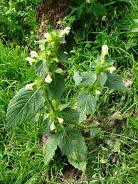 Attēlu rezultāti vaicājumam “Galeopsis speciosa”