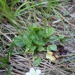 Attēlu rezultāti vaicājumam “Parnassia palustris leaf”