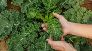 Image result for Grünkohl