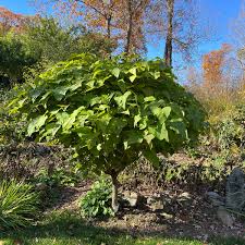 Attēlu rezultāti vaicājumam “Catalpa”