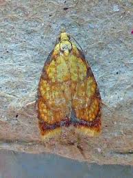 Attēlu rezultāti vaicājumam “Acleris bergmanniana”