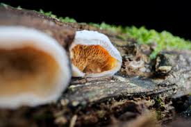 Attēlu rezultāti vaicājumam “Phlebia tremellosa”