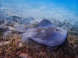 Attēlu rezultāti vaicājumam “Retinia resinella exuvia”