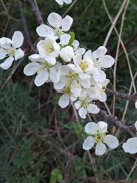 Attēlu rezultāti vaicājumam “Prunus domestica subsp. domestica”