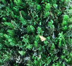 Attēlu rezultāti vaicājumam “Aulacomnium”