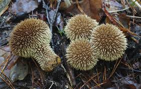 Attēlu rezultāti vaicājumam “Lycoperdon echinatum”