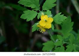 Attēlu rezultāti vaicājumam “Chelidonium majus flower”