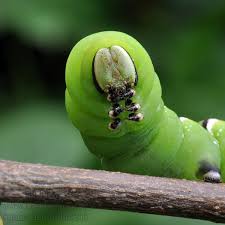 Attēlu rezultāti vaicājumam “Sphinx ligustri larva”