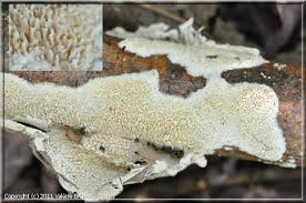 Attēlu rezultāti vaicājumam “Schizopora paradoxa”