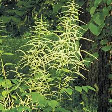 Image result for Aruncus dioicus