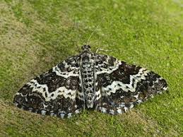 Attēlu rezultāti vaicājumam “Epirhoe tristata”