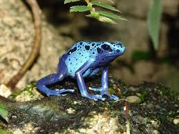 Image result for blauer baumsteiger