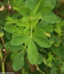 Attēlu rezultāti vaicājumam “Medicago x varia  leaf”