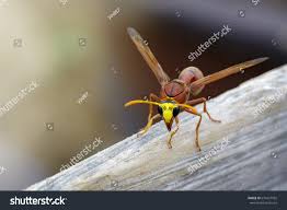 Attēlu rezultāti vaicājumam “Eumenes sp.”