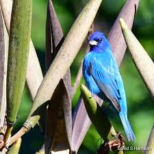 Image result for Passerina cyanea