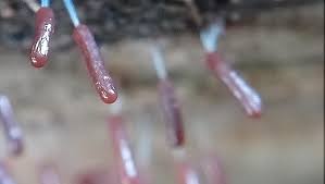 Attēlu rezultāti vaicājumam “Stemonitopsis subcaespitosa”