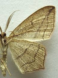 Attēlu rezultāti vaicājumam “Timandra comae”