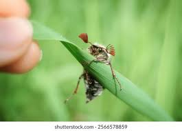 Attēlu rezultāti vaicājumam “Melolontha melolontha imago”