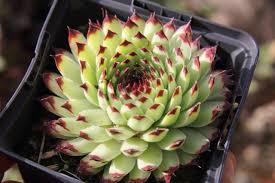 Attēlu rezultāti vaicājumam “Campylophyllum calcareum”