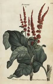 Attēlu rezultāti vaicājumam “Rumex hydrolapathum”