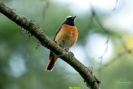 Attēlu rezultāti vaicājumam “Phoenicurus phoenicurus”