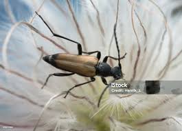 Attēlu rezultāti vaicājumam “Anastrangalia sanguinolenta”