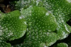 Attēlu rezultāti vaicājumam “Conocephalum”